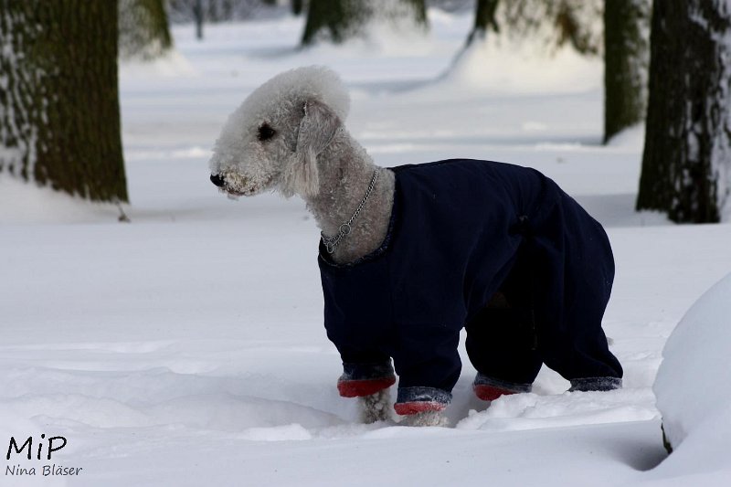 2010-12-25 Airis Blue Volshebny Svet (14).jpg